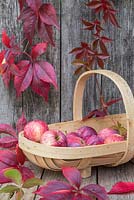 Affichage automnal mettant en vedette des vigne vierge et des pommes exceptionnelles dans un trug en bois
