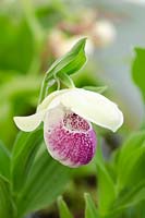 Cypripedium 'Ulla Silkens'