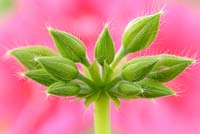 Pelargonium Pink Sybil - Boutons floraux 'Pacpisyb'