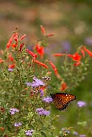 Ageratum corymbosum - Papillon monarque