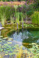 Typha latifolia 'Variegata', scirpe panaché et autres plantes dans la zone de régénération de l'étang de baignade.