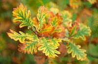 Quercus robur, feuilles tournant en novembre