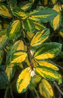 Elaeagnus pungens maculata. Feuillage et fleurs en octobre