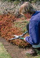 Bruyère morte avec cisaille après la floraison - Erica carnea 'Aurea', avril