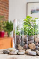 Un vase en verre Terrarium planté de Ficus benjamina, Muehlenbeckia et Pilea