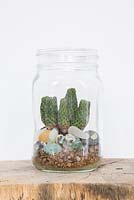 Un cactus dans un terrarium en pot de verre avec des pierres décoratives