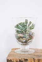 Echeveria dans un terrarium en pot de verre