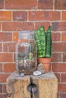 Un terrarium en pot de verre planté d'une variété de cactus