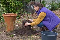 En utilisant vos mains, retirez doucement tout excès de compost, en faisant attention de ne pas endommager les racines. Stockage de la salvia pendant l'hiver.