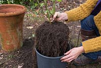 Plantez votre salvia dans un pot plus petit. Stockage de la salvia pendant l'hiver.