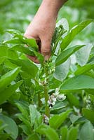 Pincer les pointes des fèves pour favoriser une bonne nouaison et réduire les problèmes de mouche noire et d'autres ravageurs et maladies