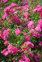 Rosa 'Tapis de Fleurs Rose'