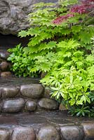 Edo no Niwa. Pieris japonica et Acer palmatum plantés à côté des marches pavées. Concepteur - Kazuyuki Ishihara. Commanditaire - Cat's Co Ltd