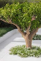 La beauté de l'islam. Citrus aurantium sous-planté de Thymus vulgaris. Concepteur - Kamelia Bin Zaal. Commanditaire - Al Barari Firm Management LLC