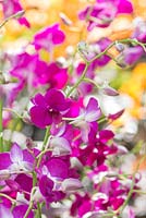 Dendrobium 'Enobi Purple '. La beauté cachée de Kranji.