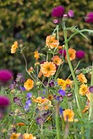 Cirsium rivulare 'Atropurpureum' avec Geum 'Marmalade '. The Homebase Garden Urban Retreat. RHS Chelsea Flower Show, 2015.