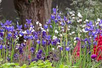 Iris sibirica 'Tropic Night' avec Aquilegia vulgaris var. stellata 'Blue Barlow' et Lupinus 'Red Rum '. The Living Legacy Garden. RHS Chelsea Flower Show, 2015.