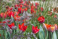 Deschampsia cespitosa au feuillage sombre d'Actaea simplex 'Atropurpurea Group' et Tulipa 'Red Hat '. The Telegraph Garden.