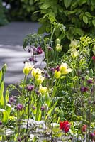 Parterre de fleurs à thème vert avec Tulipa 'Spring Green' et Cenolophium denudatum. Le jardin télégraphique.