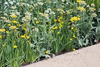 Chemin de gravier à côté d'un parterre de fleurs d'Achillea «Moonshine» avec Sisyrinchium californicum «Yellow Stone '. The Telegraph Garden. RHS Chelsea Flower Show, 2015.