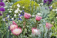 Protea cynaroides 'Little Prince' avec Festuca glauca, Aquilegia vulgaris 'White Bonnets' et dôme Buxus sempervirens. Le temps entre les deux. RHS Chelsea Flower Show, 2015.
