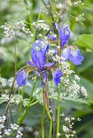 Iris sibirica entrelacée avec Anthriscus sylvestris 'Ravenswing '. The Viking Ocean Cruises Show Garden. RHS Chelsea Flower Show, 2015.