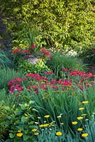 Une urne, recouverte de lierre, est plantée de Pelargoniums écarlates et de Vebena dans le jardin Lanhydrock du Wollerton Old Hall Garden, Shropshire. Les autres plantations comprennent Achillea et Alstroemeria.