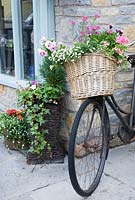 Panier de vélo planté d'annuelles d'été, y compris le géranium, Diascia et Petunia