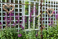 Parterre de fleurs commémoratif planté de Lobelia x speciosa 'Hadspen Purple' avec un fond miroir et treillis.