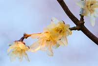 Chimonanthus praecox, un arbuste à fleurs d'hiver parfumé.