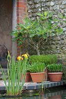 L'étang de jardin avec les cultivars Iris pseudacorus est entouré de pots en terre cuite. Les plantes comprennent Trachicarpus fortunii wagnerianus et un figuier - Ficus carica.