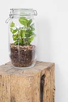 Pot en verre Terrarium planté de Ficus pumila et Corynocarpus laevigatus