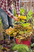Nettoyez le potager en automne. Enlever tout le matériel végétal usé du jardin. Enlever les feuilles infectées et mortes en novembre. Déchets de jardin collectés dans un tube en plastique.