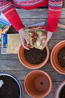 Planter des tulipes dans des pots en terre cuite en automne pour les expositions de printemps.