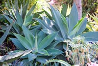 Portrait de plante Agave attenuata. Jardin de Jim Bishop. San Diego, Californie, USA. Août.