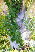 Dypsis decaryi - Palmier Triangle avec escalade de raisin sud-africain grimpant dessus. Jardin de Jim Bishop. San Diego, Californie, USA. Août.