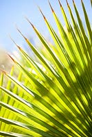 Washingtonia robusta frond, palmier mexicain. Jardin de Jim Bishop. San Diego, Californie, USA. Août.