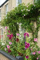 Petit jardin avant avec roses trémières et Rosa 'New Dawn'