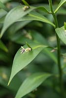 Ruscus x microglossus