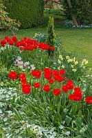 Tulipa 'Apeldoorn', Tulipa bakeri 'Lilac Wonder', Tulipa tarda et Anemone blanda 'White Splendor' dans un parterre de bulbes au printemps.