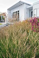 Plantation de prairies dans un jardin de ville contemporain. Molinia caerulea 'Dauerstrahl', Aster novae-angliae 'Septemberrubin', Persicaria amplexicaulis 'Taurus', Calamagrostis brachytricha. Jardin Van de Voorde. Conception: Tom de Witte