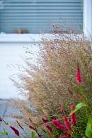 Persicaria amplexicaulis 'Taurus', Panicum virgatum 'Shenandoah '. Jardin Van de Voorde. Conception: Tom de Witte