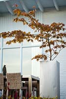 Acer palmatum en pot sur le patio. Jardin Van de Voorde. Desigh: Tom de Witte