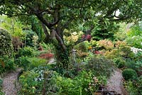 Un jardin de ville avec un parterre d'îles entourant un vieux pommier En pot à l'avant droit, Acer palmatum dissectum 'Orangeola', Pachysandra terminalis. Euphorbia robbiae, pulmonaria et Hakonechloa macra.