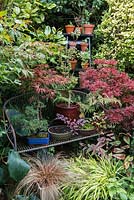Un banc de jardin en métal avec des pots plantés d'Acer 'Shaina', de bonsaï Acer 'Trompenburg Red' - feuilles rosâtres rouges à gauche, d'Acer 'Kotohime', de genévriers bonsaï et de Loropetalum chinensis.