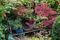 Un banc de jardin en métal avec des pots plantés d'Acer 'Shaina', de bonsaï Acer 'Trompenburg Red' - feuilles rosâtres rouges à gauche, d'Acer 'Kotohime', de genévriers bonsaï et de Loropetalum chinensis.