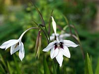 Gladiolus murielae - syn Acidanthera bicolor, fleurs de la fin de l'été, ses fleurs d'un blanc pur parfumé suspendues à des tubes inhabituellement longs, maintenues en altitude sur des tiges élancées de 70 cm. Dans la gorge de chaque fleur en forme d'entonnoir se trouve une marque rouge-violet. Givre tendre.