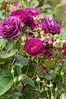 Rosa 'Ebb Tide' - Rose parfumée
