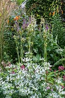 Parterre mixte de fin d'été avec Eryngium agavifolium, Eryngium 'Miss Willmott's Ghost', veronicastrum et sedum.