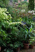 Parterre de Colocasia esculenta sombre 'Black Magic', d'hortensia, d'agapanthe, de Persicaria amplexicaulis 'Red Dragon', d'échinacée 'Tomato Soup', de Thalictrum 'Elin' et de Sanguisorba 'Burr Blanc '.